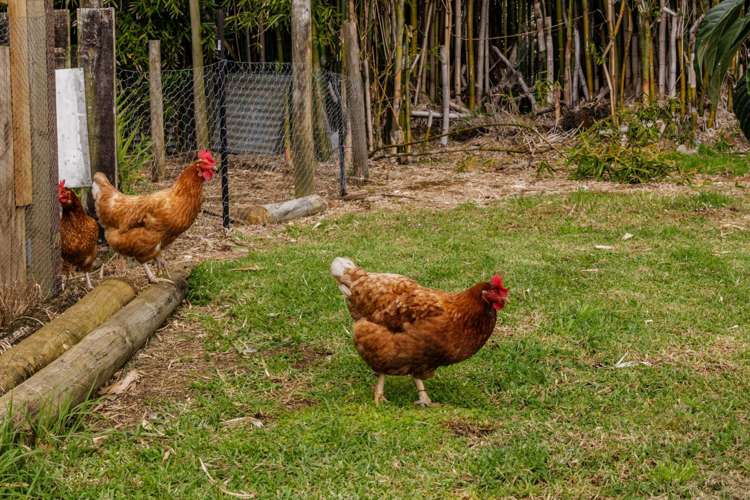 10 Darwin Road Kerikeri_19