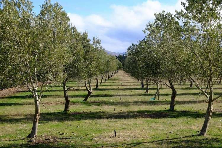 206 Mount Brown Road Amberley_9