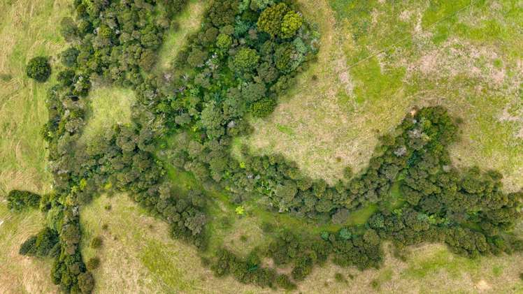 352 Kauri Road Onewhero_23