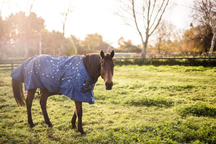 81 Fuchsia Lane Tamahere_20