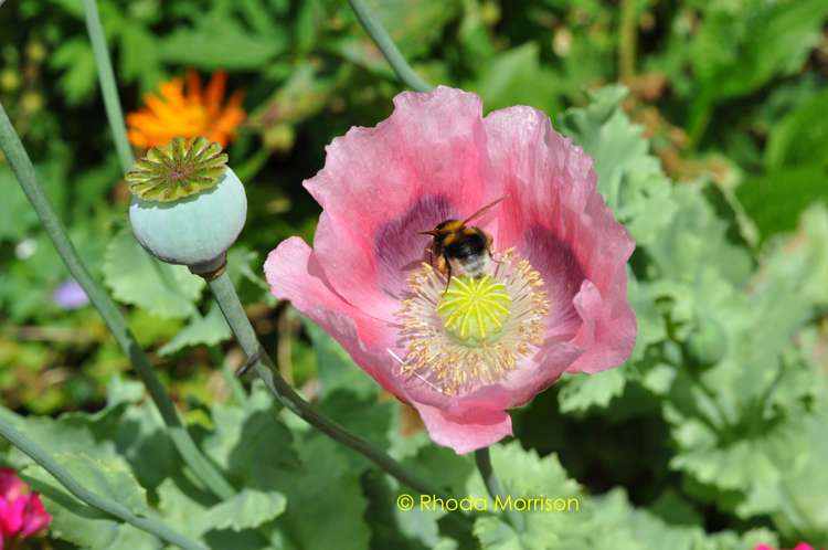 318 Franklin Road Paparoa_29