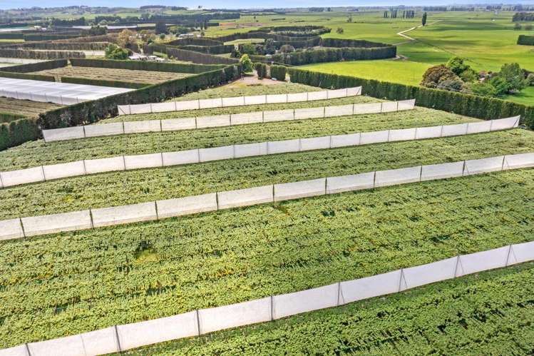 23 Wilson Road North Paengaroa_6