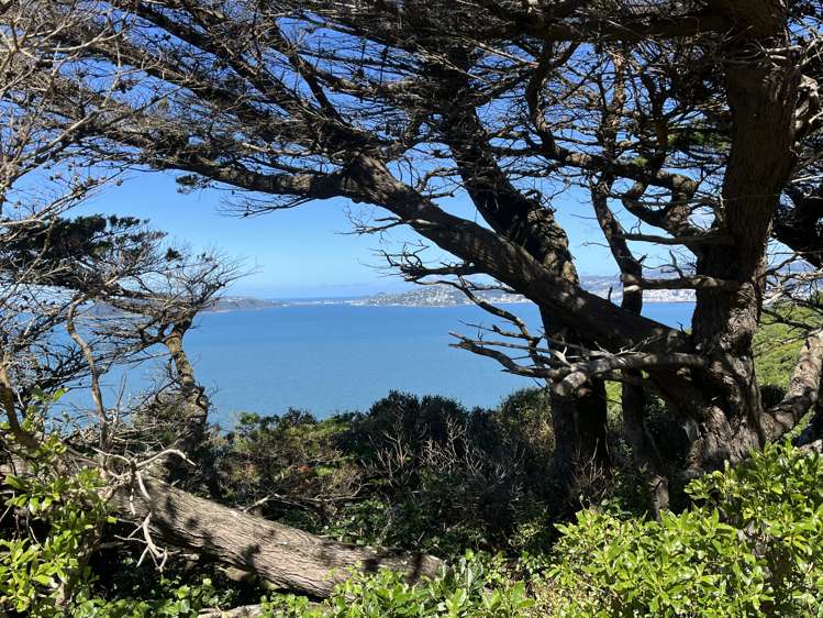 52A Dungarvan Road Newlands_2