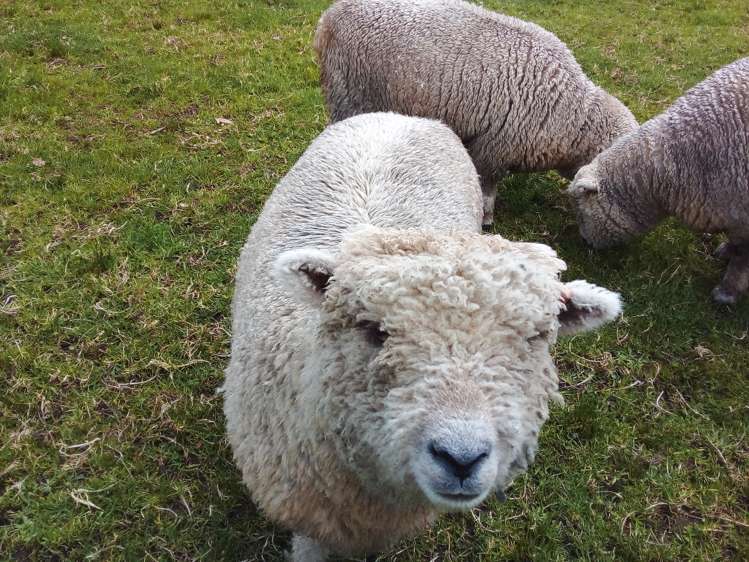 131 Pairatahi Road Kaingaroa_30