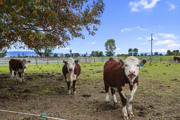 942 Horrell Road Morrinsville_25