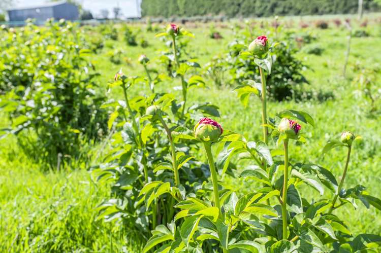 253 Burts Road Southbridge_25