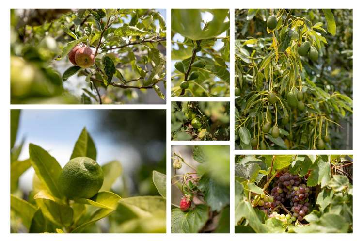 123 Links Avenue Mount Maunganui_26