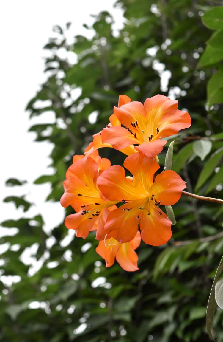 14 Tupelo Place Ohauiti_39