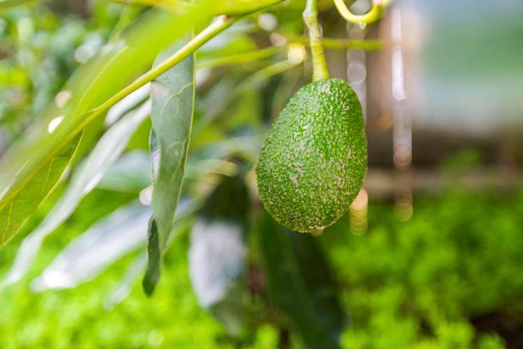 2/18 Leonard Road Mount Wellington_17