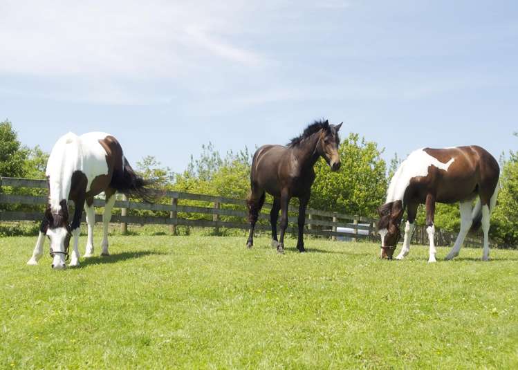 36f Farquharson Road Hunua_21