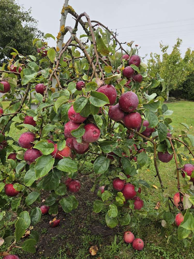 902 Lawrence Waitahuna Highway Waitahuna_13