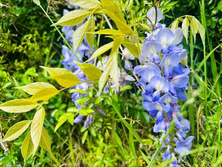 16a Gladstone Road Waihi_10