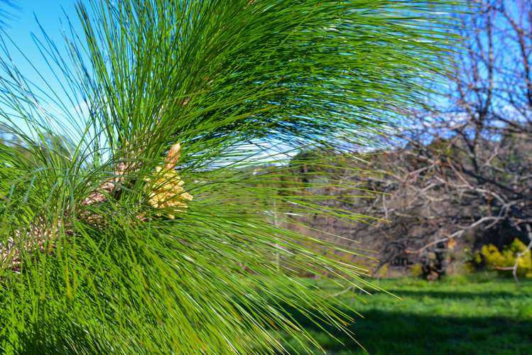 81 Nilgiri Road Poraiti_9