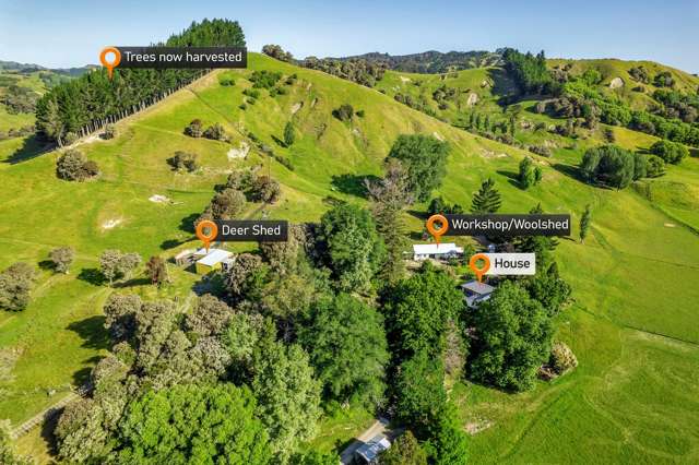 Take a look, we deer you!