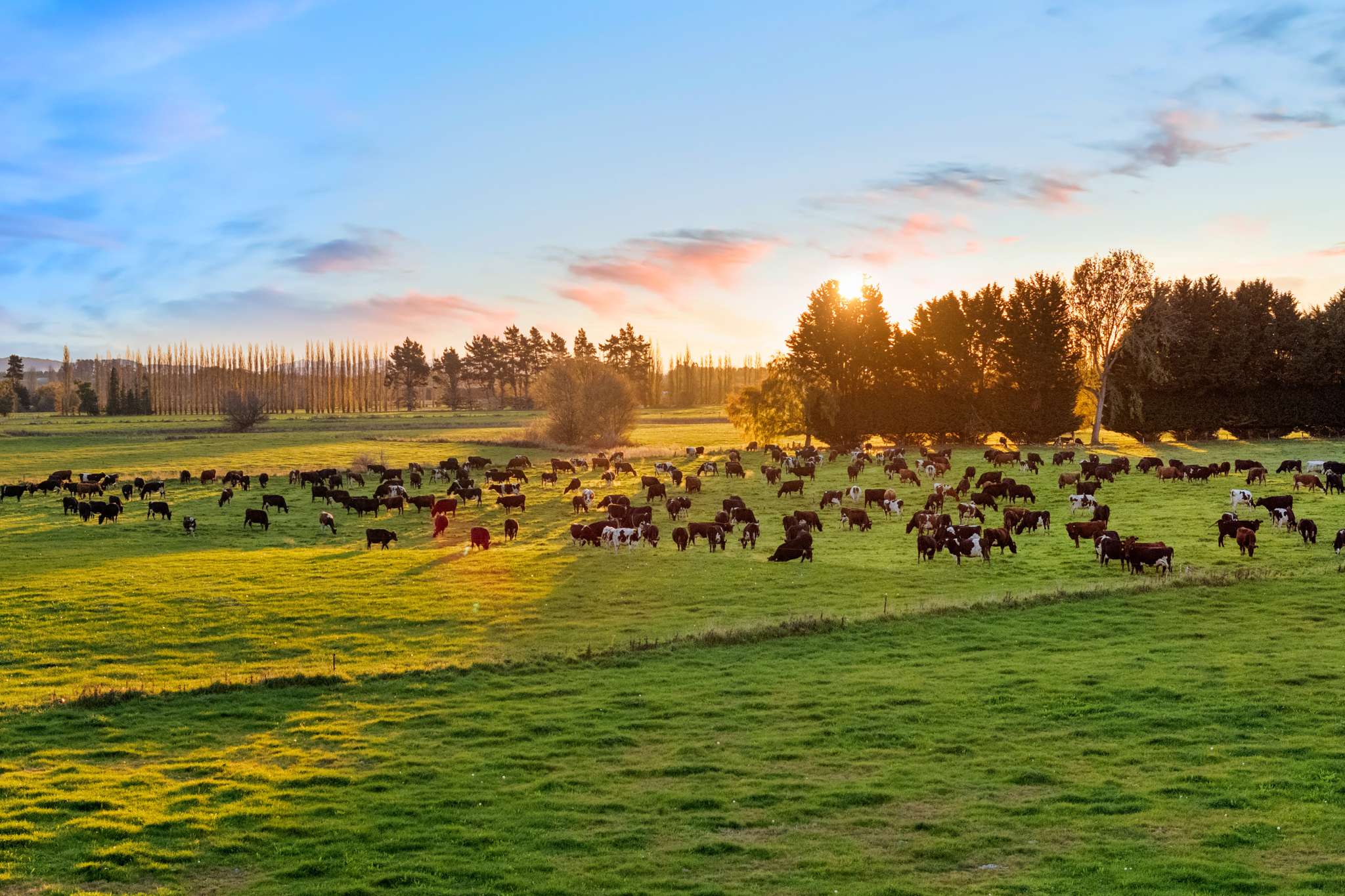 Unique organic dairy farm portfolio in South Island