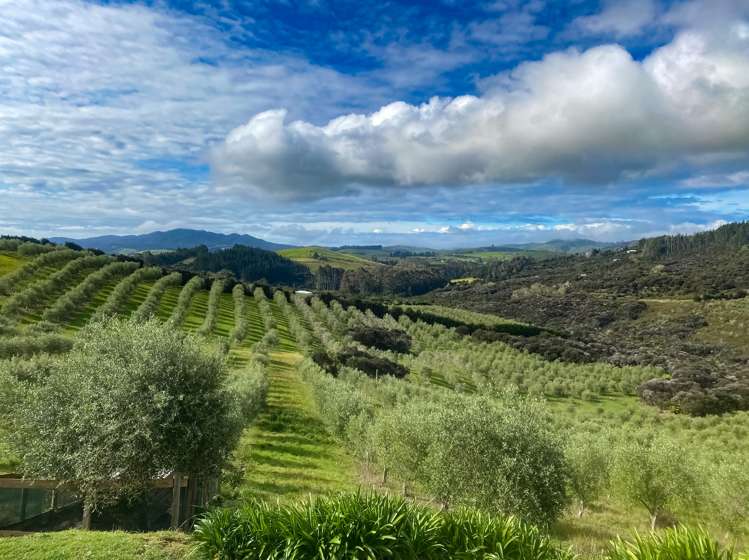 92 Frantoio Ridge Road Mangonui_3