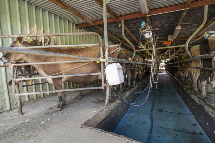 62 Rehi Road Ngakuru_12