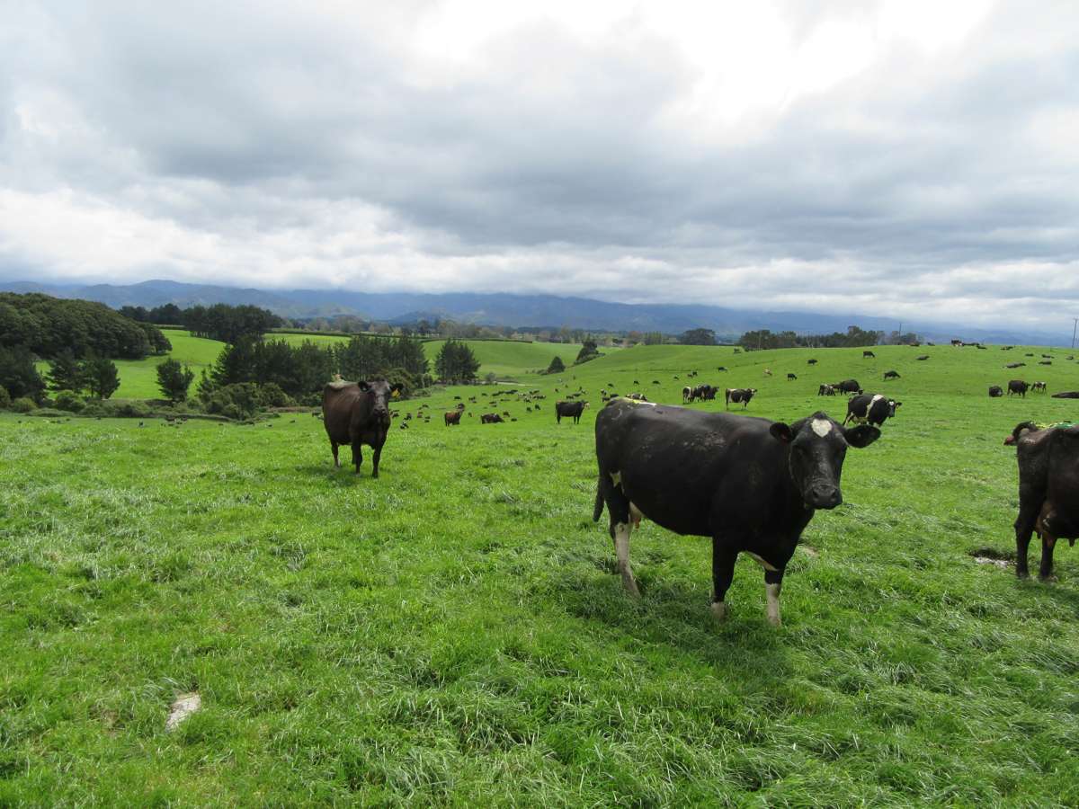 227 Whenuahou Road_5