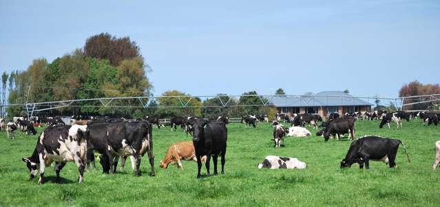 Productive 119 ha dairy farm