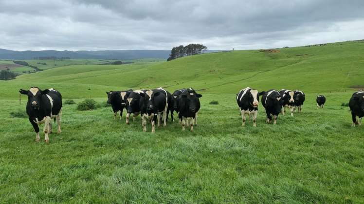 3902 State Highway 12 Dargaville Surrounds_8