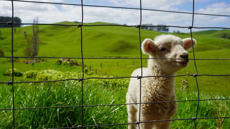 3629 State Highway 2 and Coxhead Road Mangatarata_1