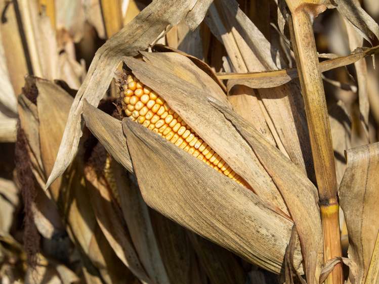 420a Kahutara Road Kahutara_11