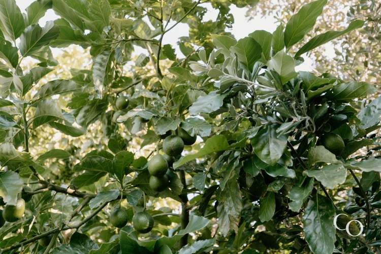 409 Kotuku Street Camberley_19