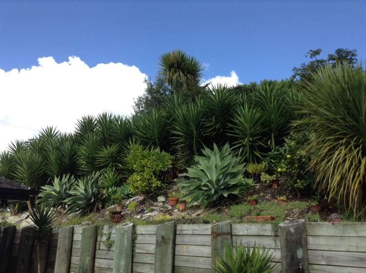 5 Astrid Lane Wellsford_3