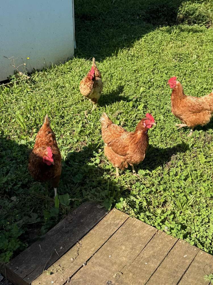 24 Wrights Road Raglan_13