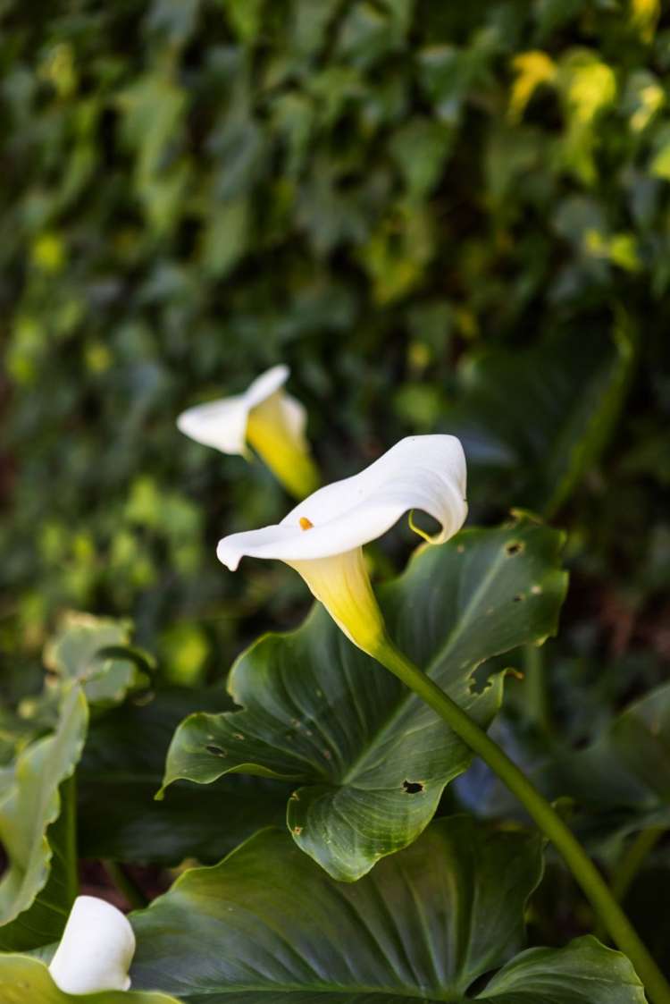 4/36 Kinloch Street Saint Albans_25