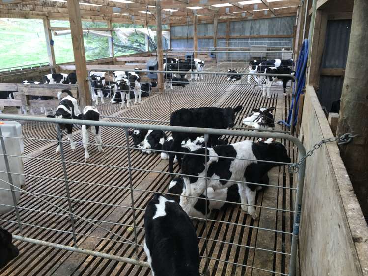 359 Arapohue Road Dargaville Surrounds_6