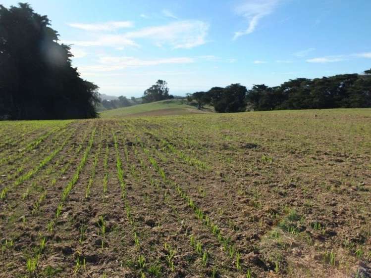 831 Chorlton Road Little Akaloa_9