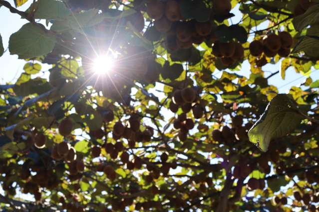 2130 State Highway 2 Aongatete_2