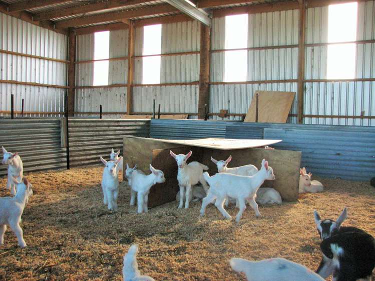 240 Bayly Road South Waikato_1