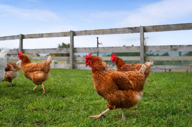 1184 Oturoa Road Hamurana_35