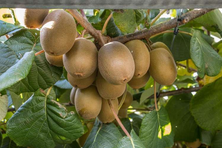 175 Busby Road Katikati_16