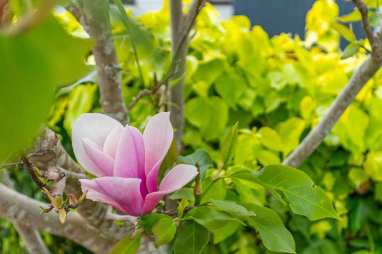 10 Ikatere Place Raumanga_16