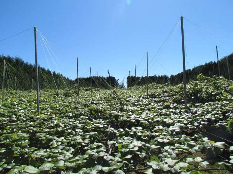 39 Sedgemoor Lane Hauraki Surrounds_19