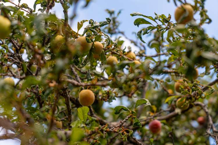 28 Princess Street Martinborough_16