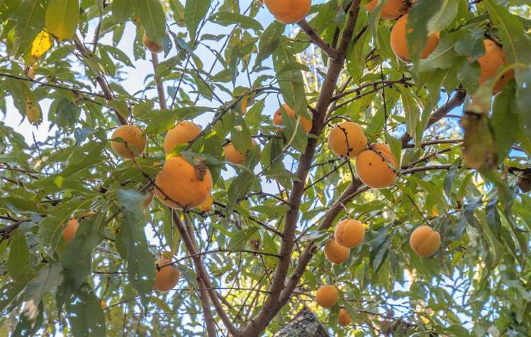 29 Croft Terrace Huntly_45