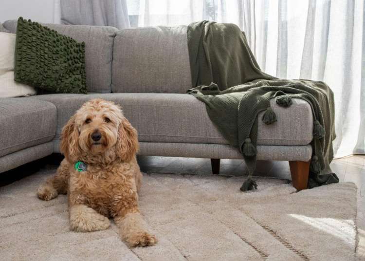 8 Karaipiture Road_4