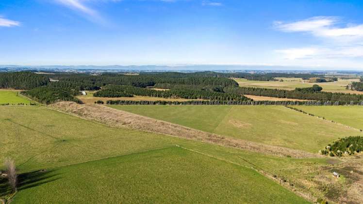 Lake Alice Road Bulls_1