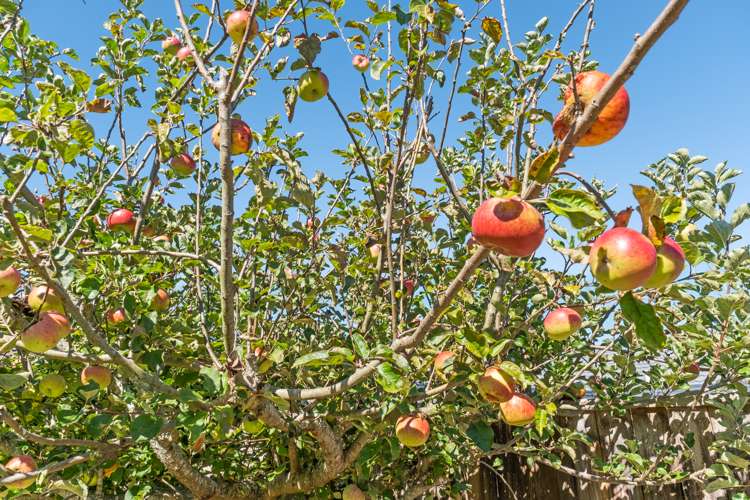 4 Adam Lile Drive Highlands Park_22