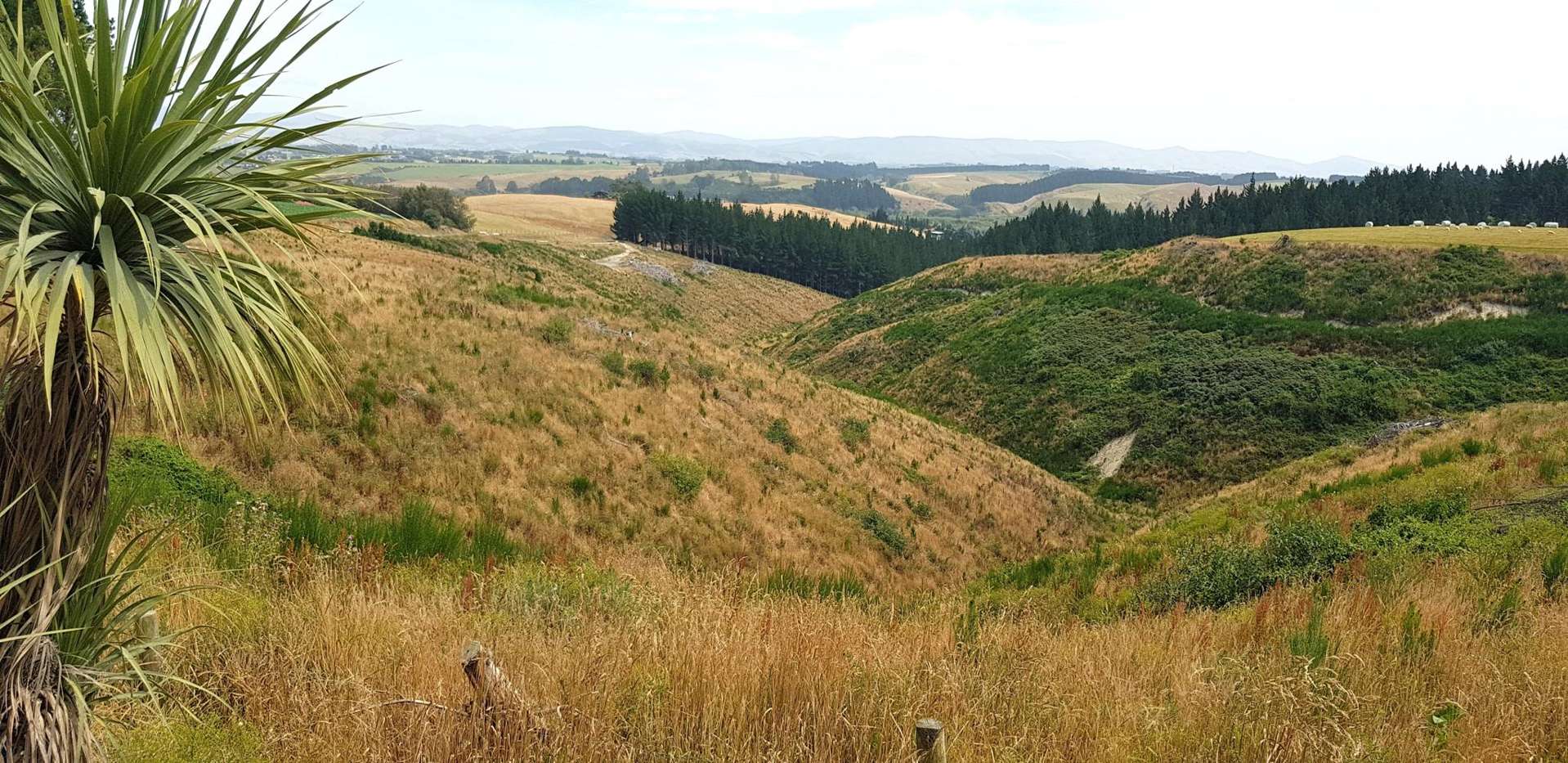Sunflower Road Balclutha_0