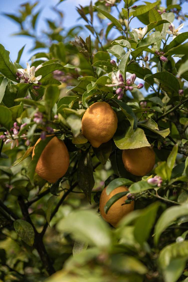 60 Victoria Street Waikino_46