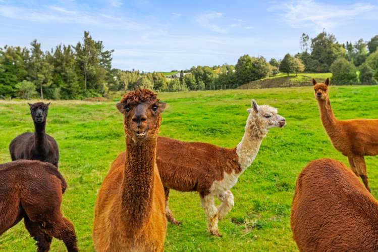 1706 Oropi Road Oropi_33