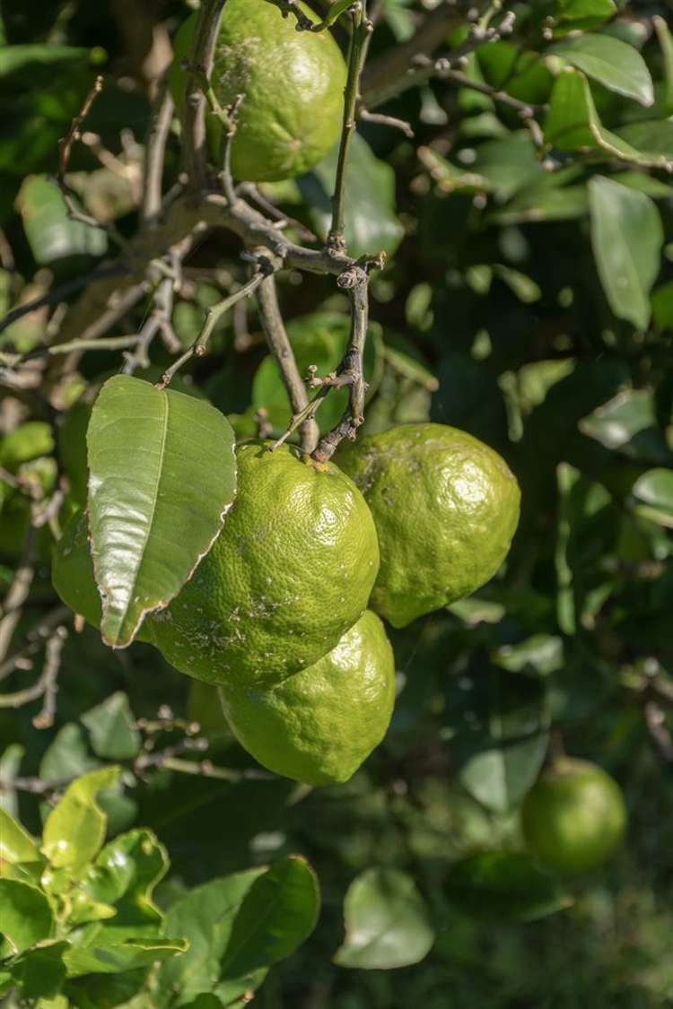 39 Paterson Street Mount Maunganui_8