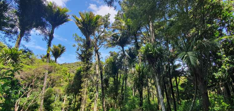 20 Waimangu Road Waiheke Island_40