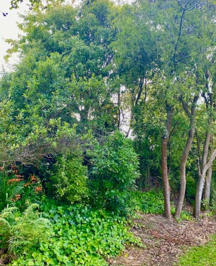 4a & 6 McIntosh Road Brighton_24