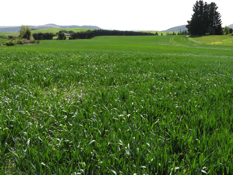 789 Downs Road Hororata_23